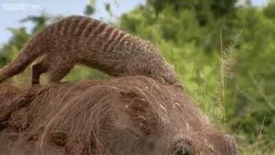 Warthog getting "spa treatment" from a mongoose mob as they find and eat ticks wherever they might be hiding