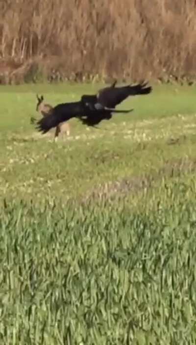 To catch a hare
