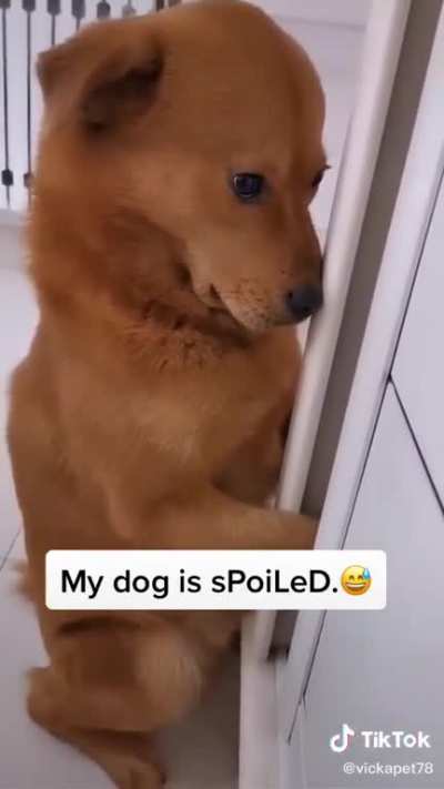 Dog: ??????? ??