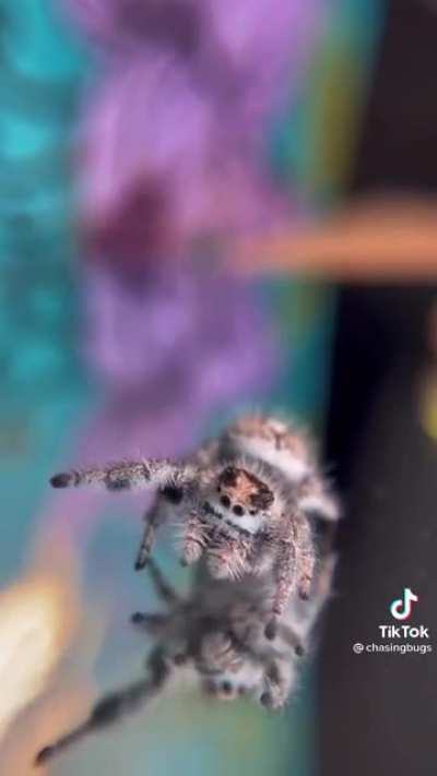 Spider replacing cat as your next pet?