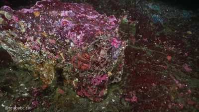 ? Masters of camouflage - I swam right past this giant pacific octopus [OC]