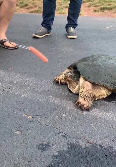Snapping turtle makes half a hotdog absolutely disappear