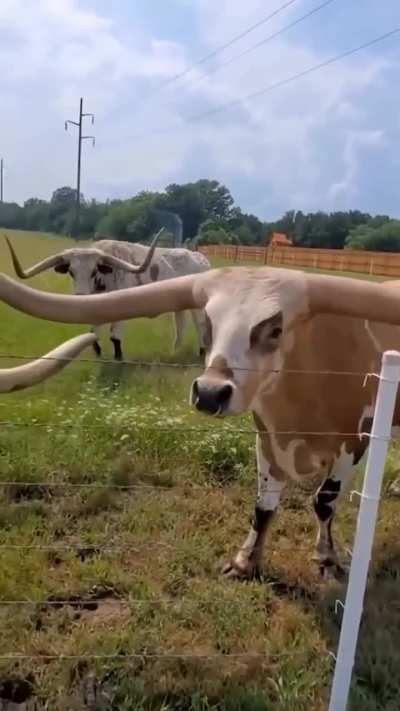The Beauty of Texas Longhorn Cattle ?