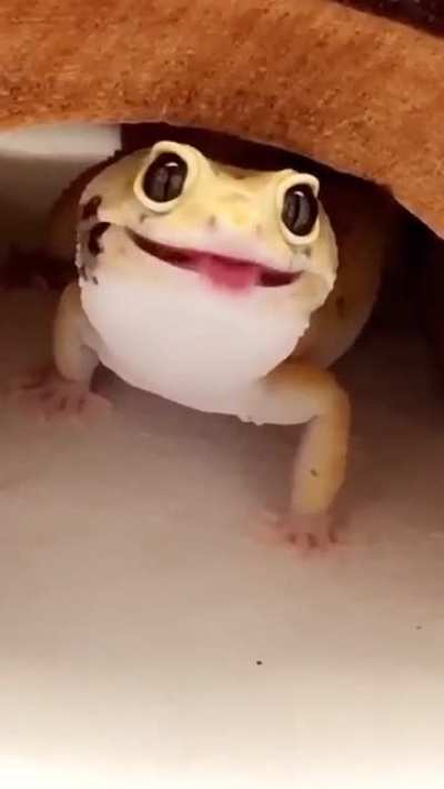 Cutest lil chonker ?