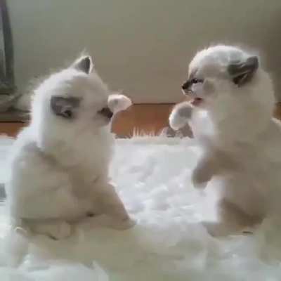 Fights are not nice but watching these two somehow makes me smile ??