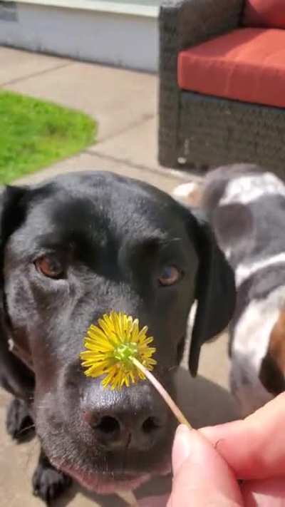The last dandelion