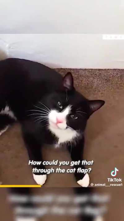 Generous Kitty