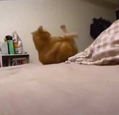 ?Poor kitty
