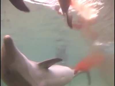 ? Dolphin newborn