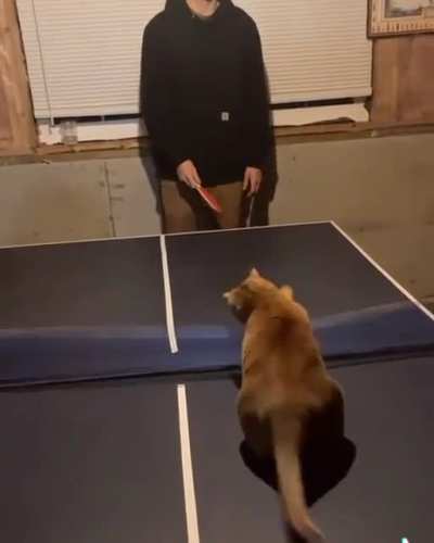 Pawng pong champion