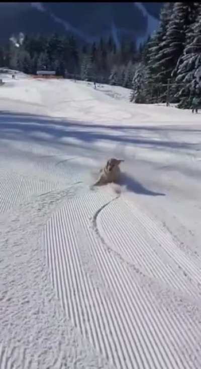 dog can not compute