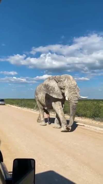 ? Absolute Unit