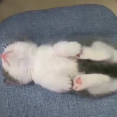 Such a cute little kitten ?