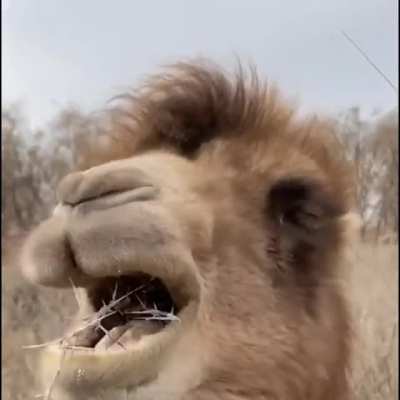 Camel eating thorns