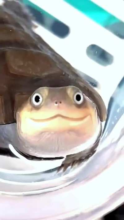 How can you resist smiling back at this adorable turtle? ?