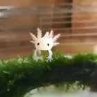 ? Baby axolotl ?