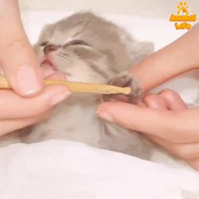 meowssage