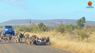 ? Baboons stand up to attacking Leopard. (Up close)