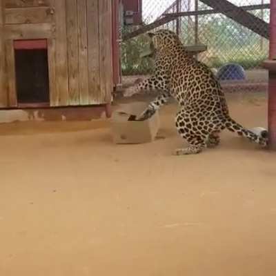 ? Cat is a Cat