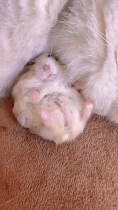 hamster cuddling with cat