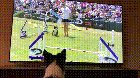 Kirk, a female Border Collie, watching herself win the 2017 Purina Pro Challenge.