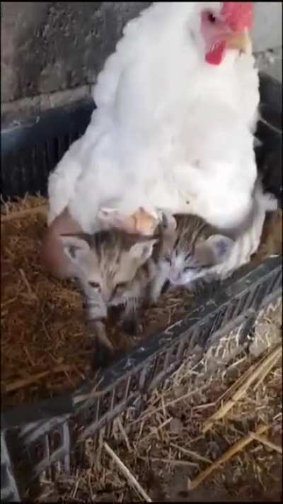 Blanket Heater Combo