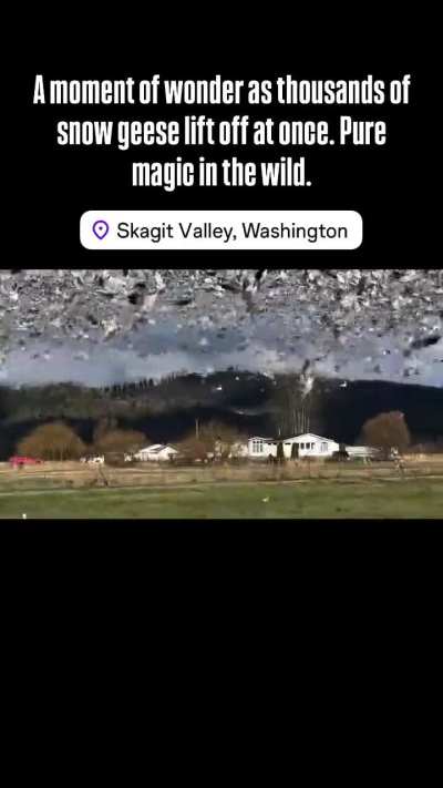 ? Thousands of snow geese taking off at once