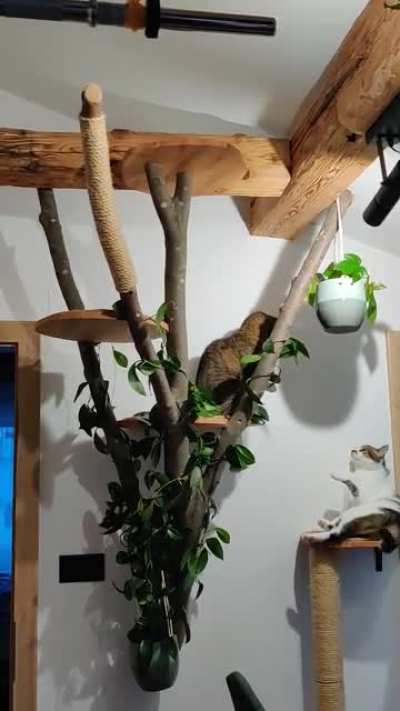 Intense fight for a cat tree