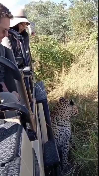 ? Leopard is chill with open top safari vehicle and humans. People frequently express fear of the big cats while using this mode of transport. This is what it's really like