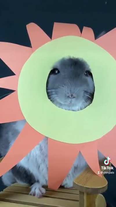 Our herd of chinchillas recreate All Star!?