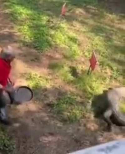How to deal with a gator