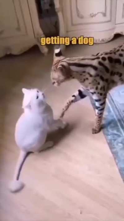 Snowball