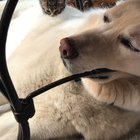 So vewy sleepy