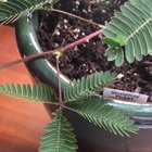 ? Sensitive plant closes its leaves when touched.