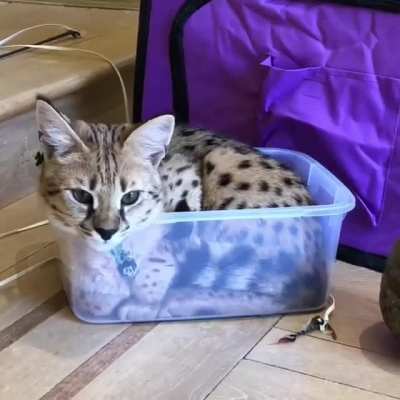 He Fits!!!