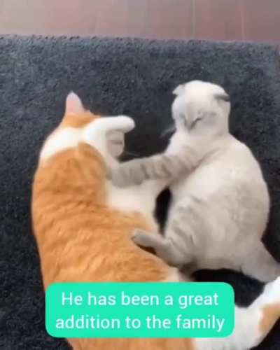 Heartwarming friendship