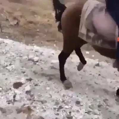 Horse ride