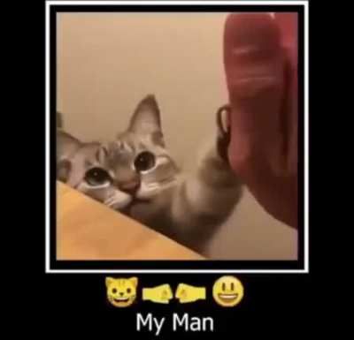 The cat is so cute ?