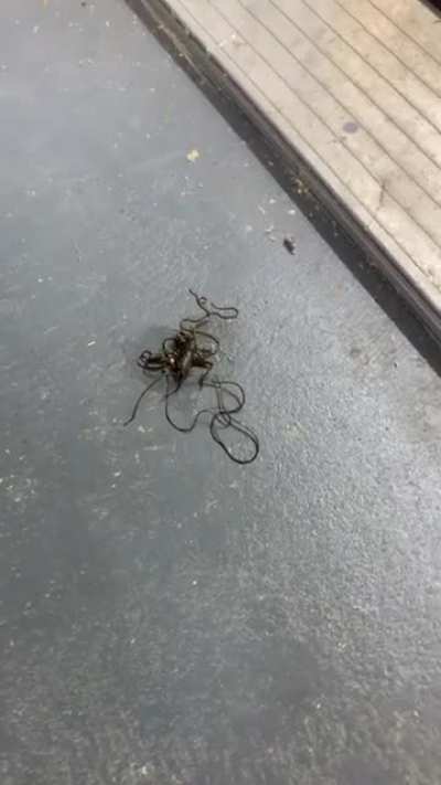 ? Parasitic worm comes out of cricket after my father accidentally stepped on it.