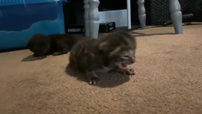 Kittens opened their eyes for the first time today and haven’t stopped yelling since. She’s a bit wobbly on her feet this one