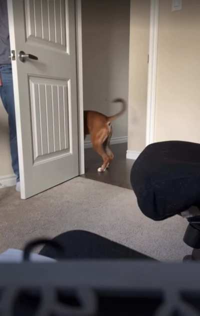 Playing hide and seek with a boxer