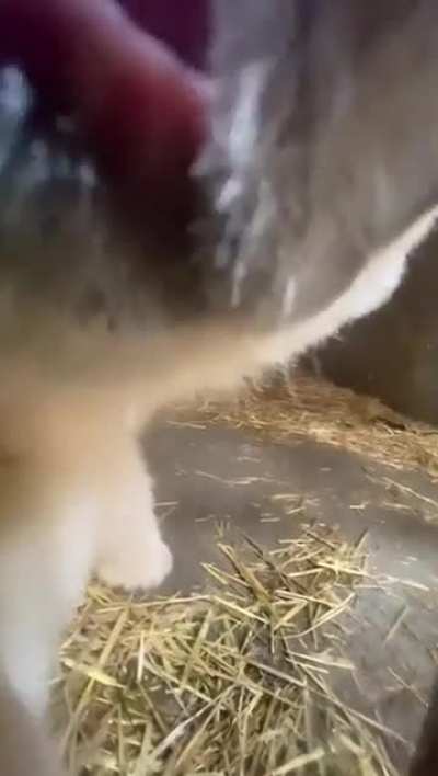 ?Up Close with a Baby Polar Bear?‍❄