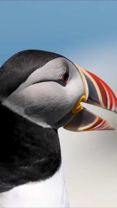 ? Here is a hi-def GIF of an Atlantic Puffin. Nature is a work of art.