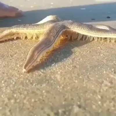 ? Starfish walking on the beach