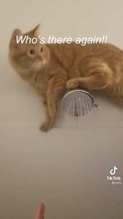 Shower repair kitty! ? ?