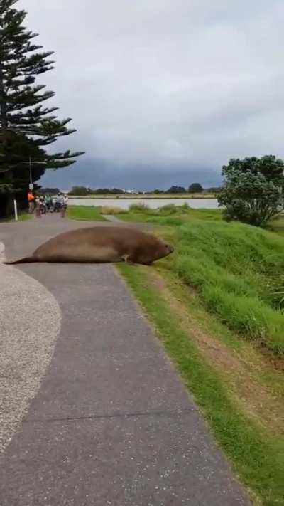 Massive Elephant Seal Spotted in New Zealand