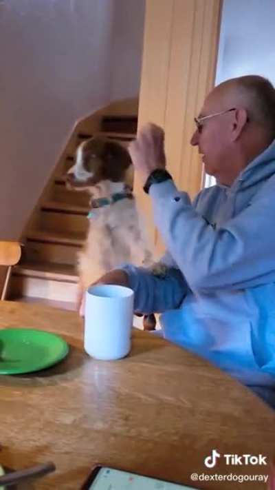 This dog jumping up at the table