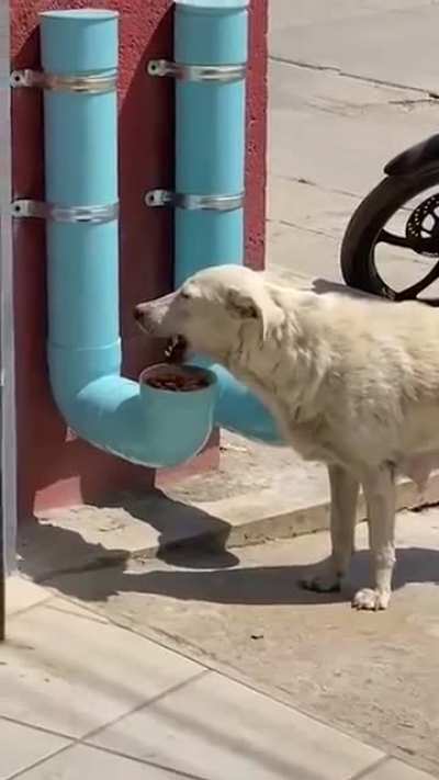 Kind man builds food and water dispensers for stray dogs