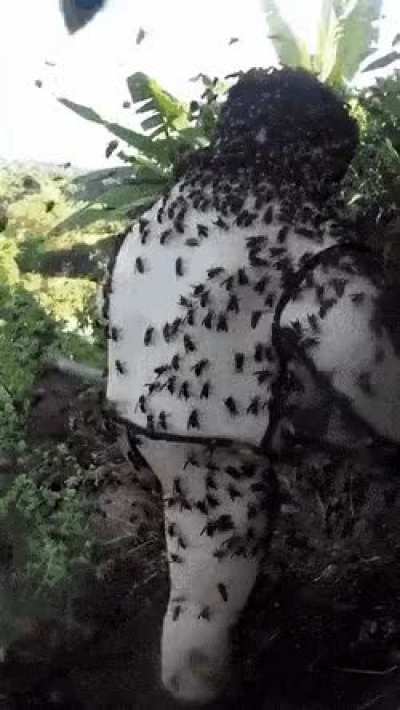 Eradicating a giant hornet nest.