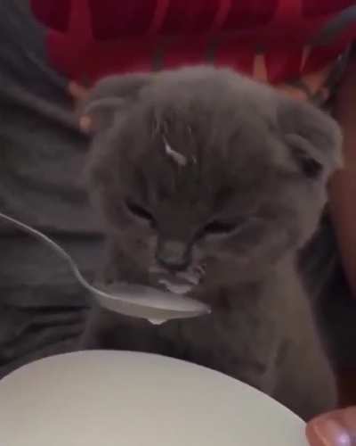 ᴹᵉᵒʷ :3